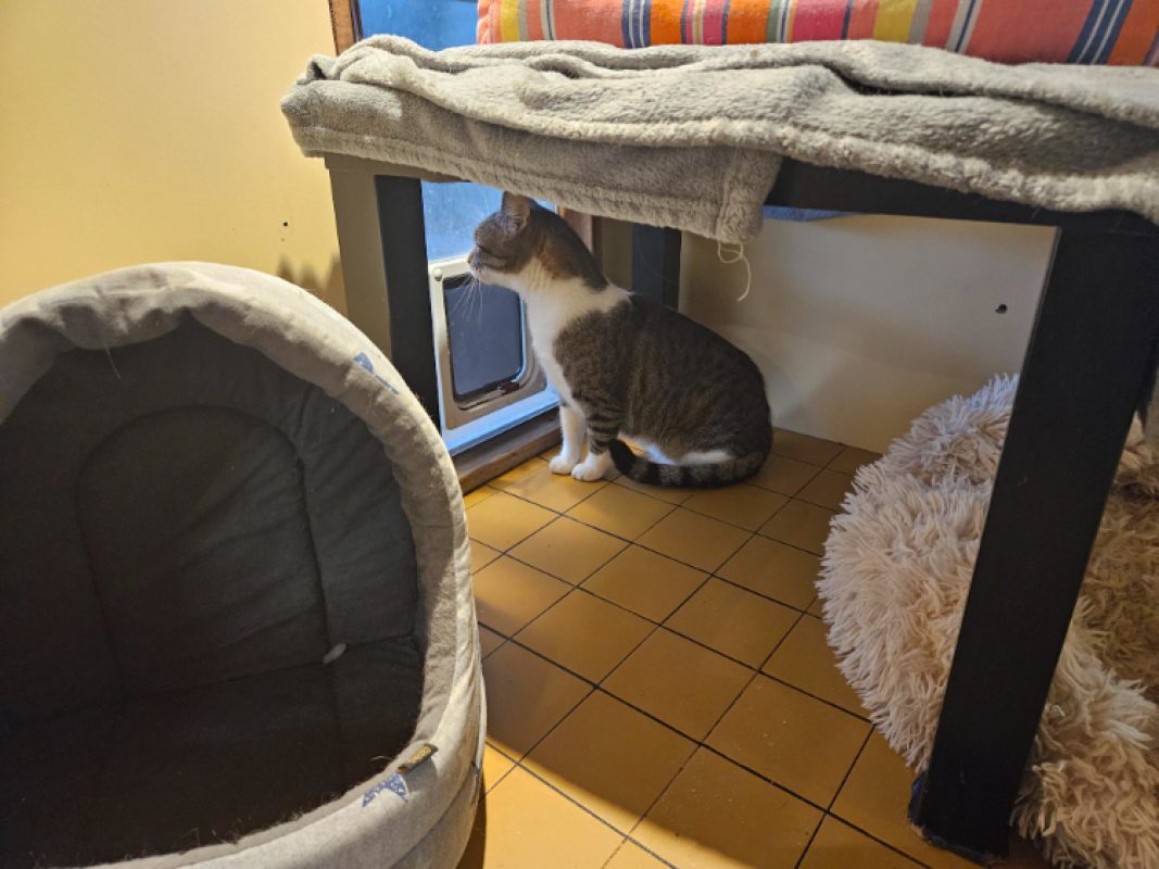 Vanille - Chat Européen à adopter - photo 3