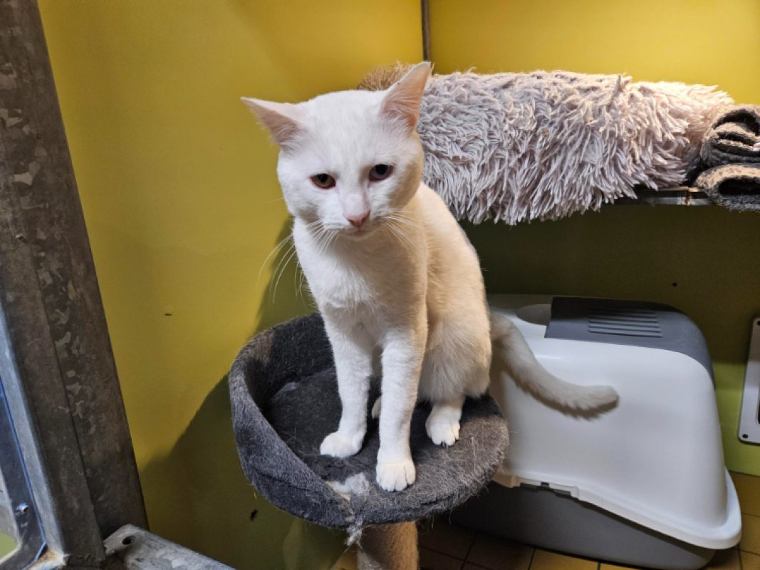Diabolo - Chat Européen à adopter