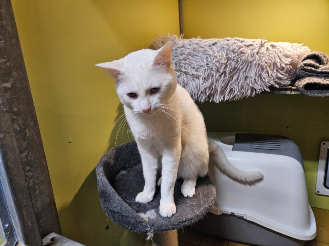 Diabolo - Chat Européen à adopter - photo 2