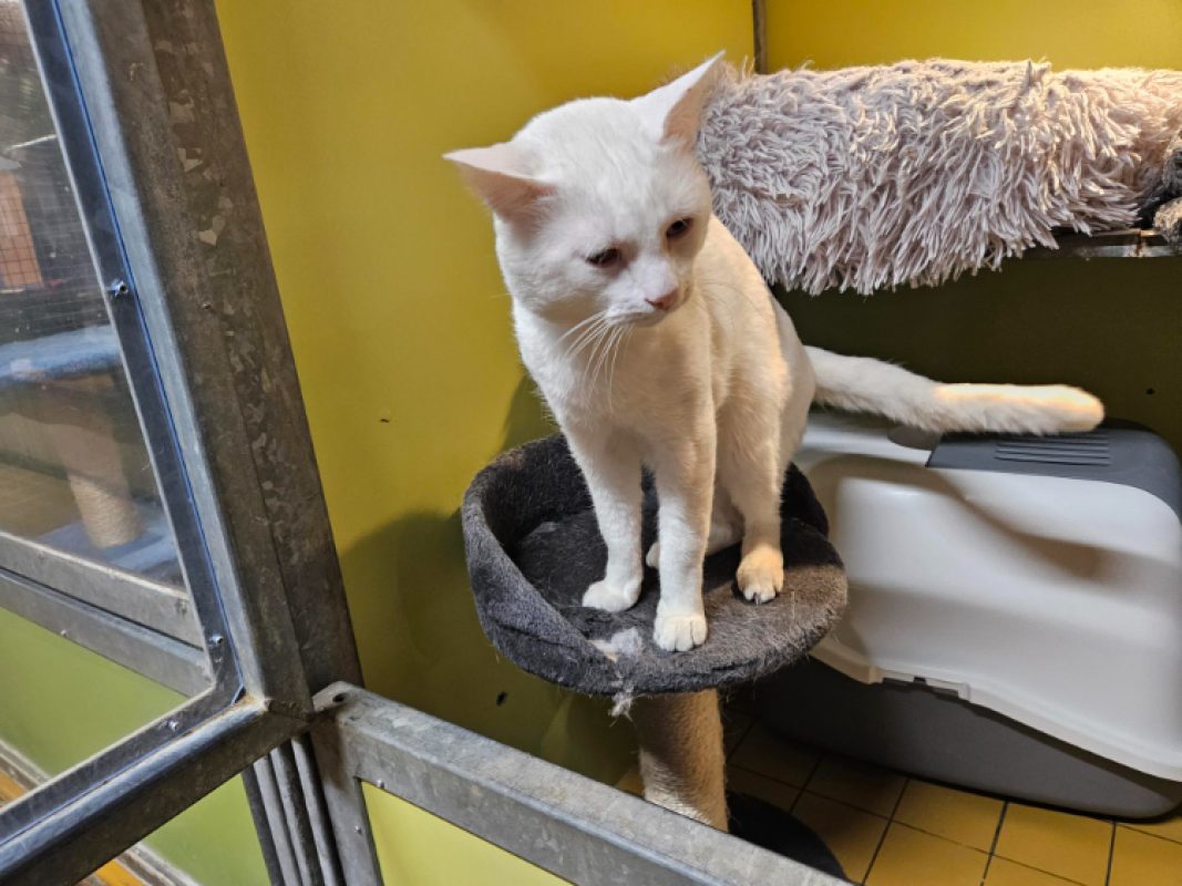 Diabolo - Chat Européen à adopter - photo 3