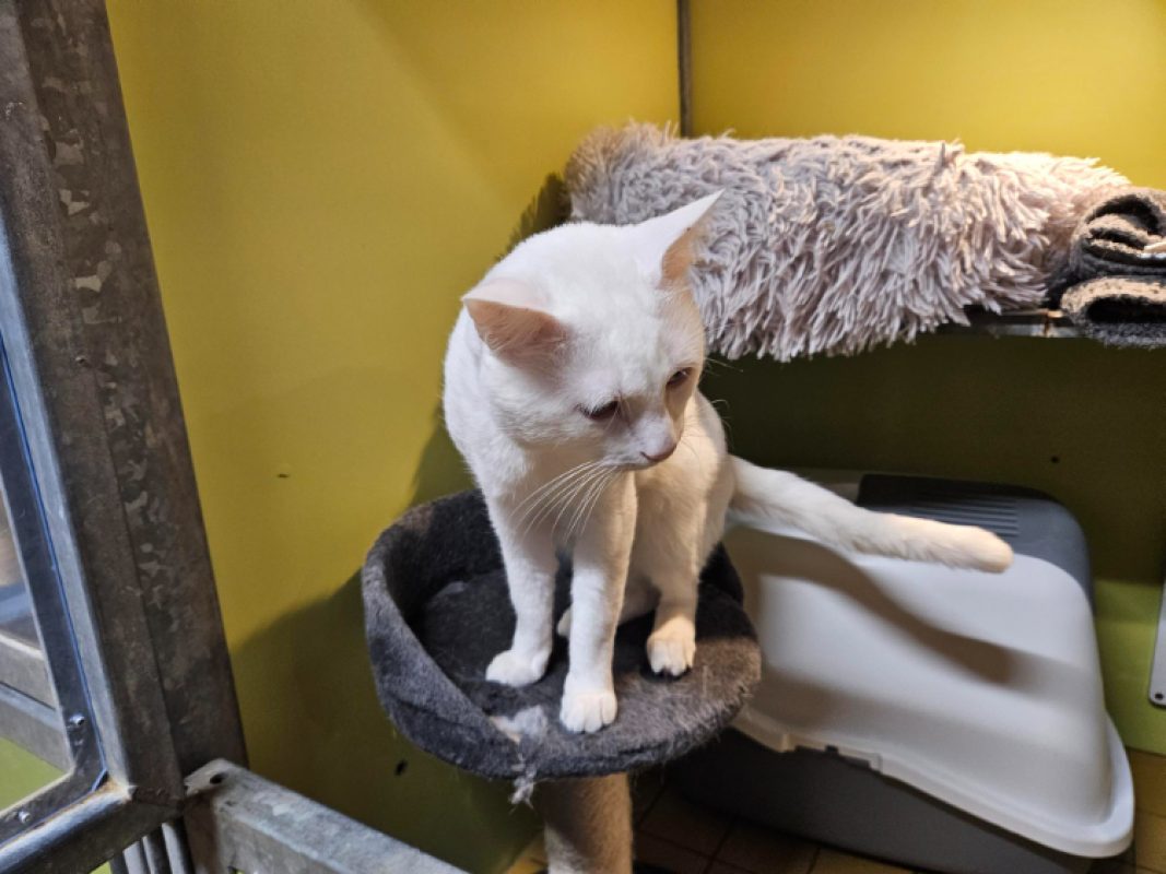 Diabolo - Chat Européen à adopter - photo 4