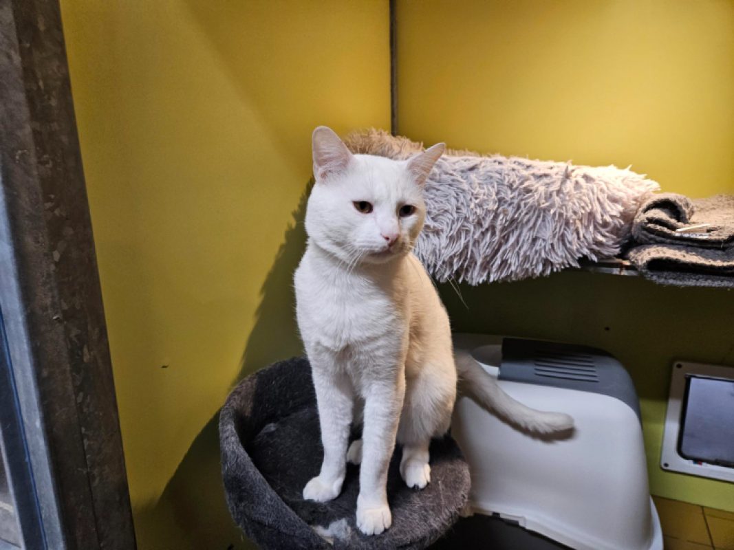 Diabolo - Chat Européen à adopter - photo 5