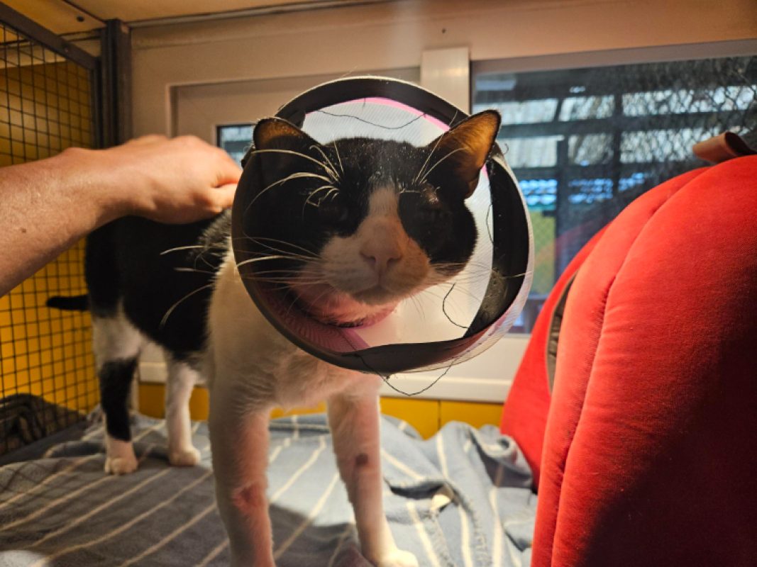 Alberto - Chat Européen à adopter