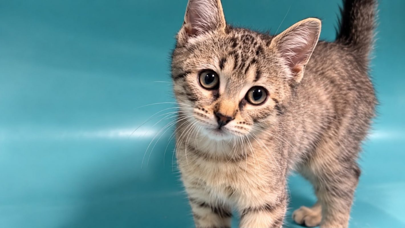 Coquillette - Chat Européen à adopter