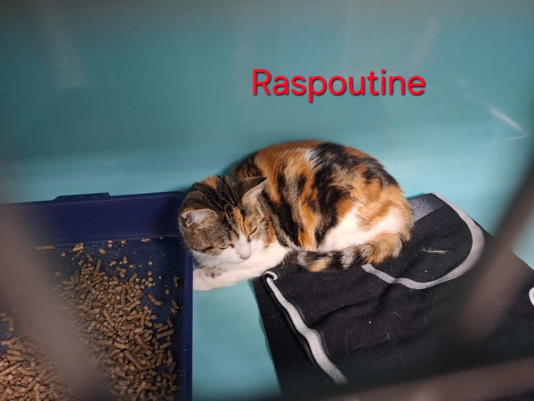 Raspoutine - Chat Européen à adopter