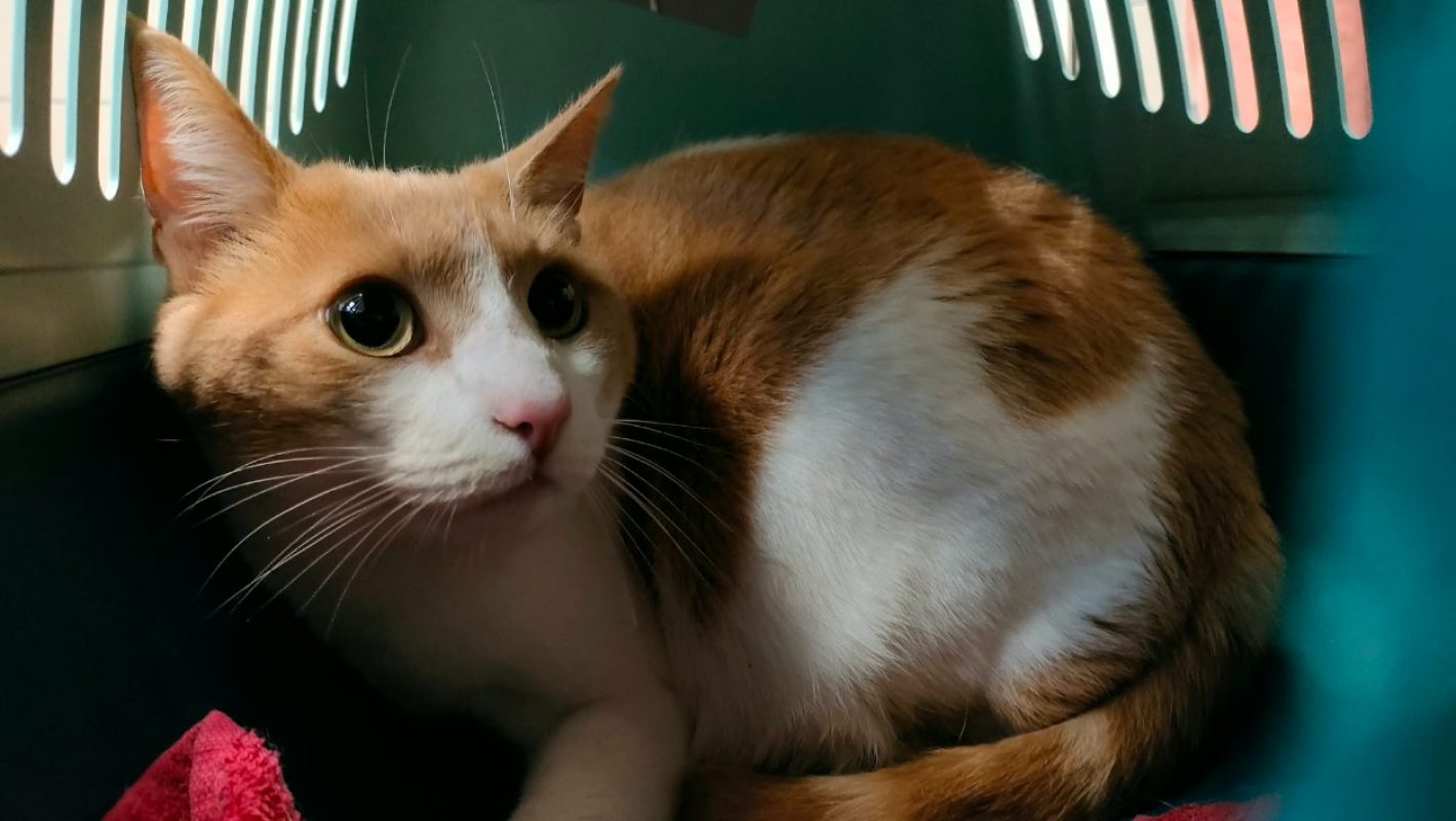 Nemo - Européen à adopter à Quimper (29)