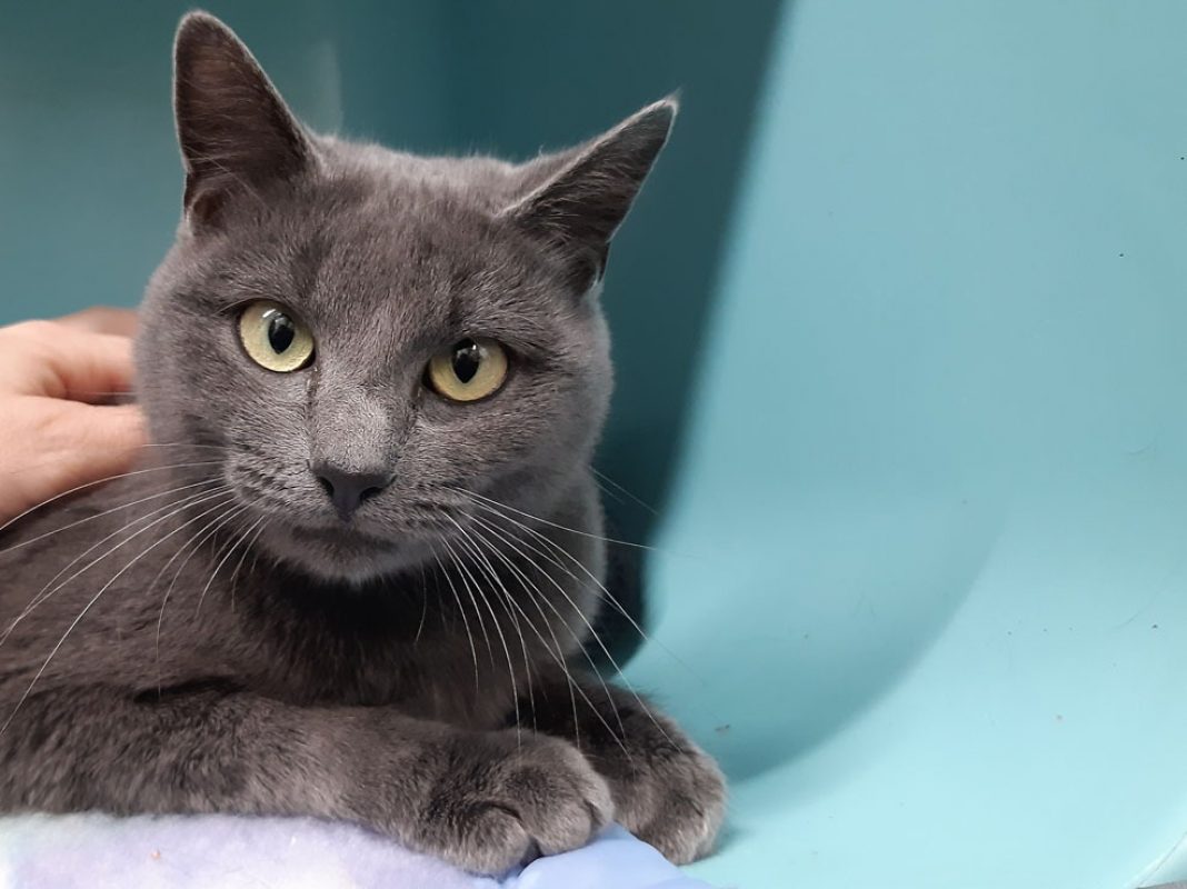 Rush - Chat Européen à adopter