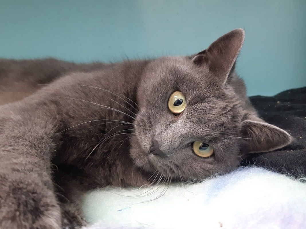 Rush - Chat Européen à adopter - photo 4