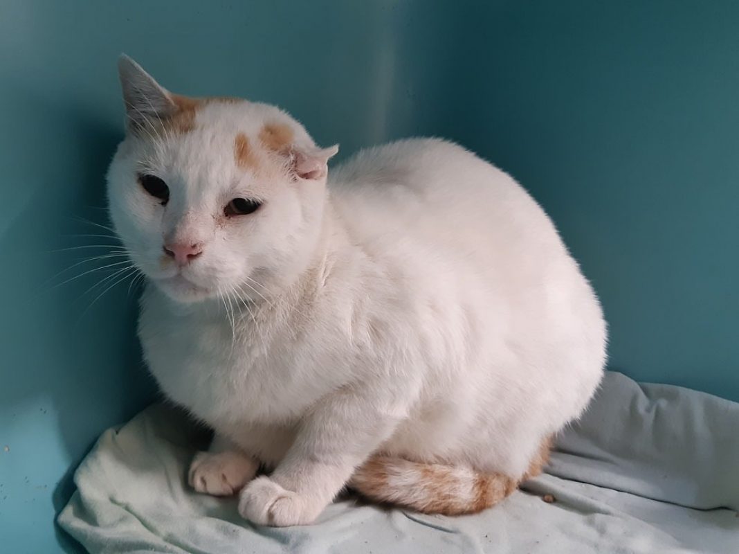 Bounty - Chat Européen à adopter - photo 2