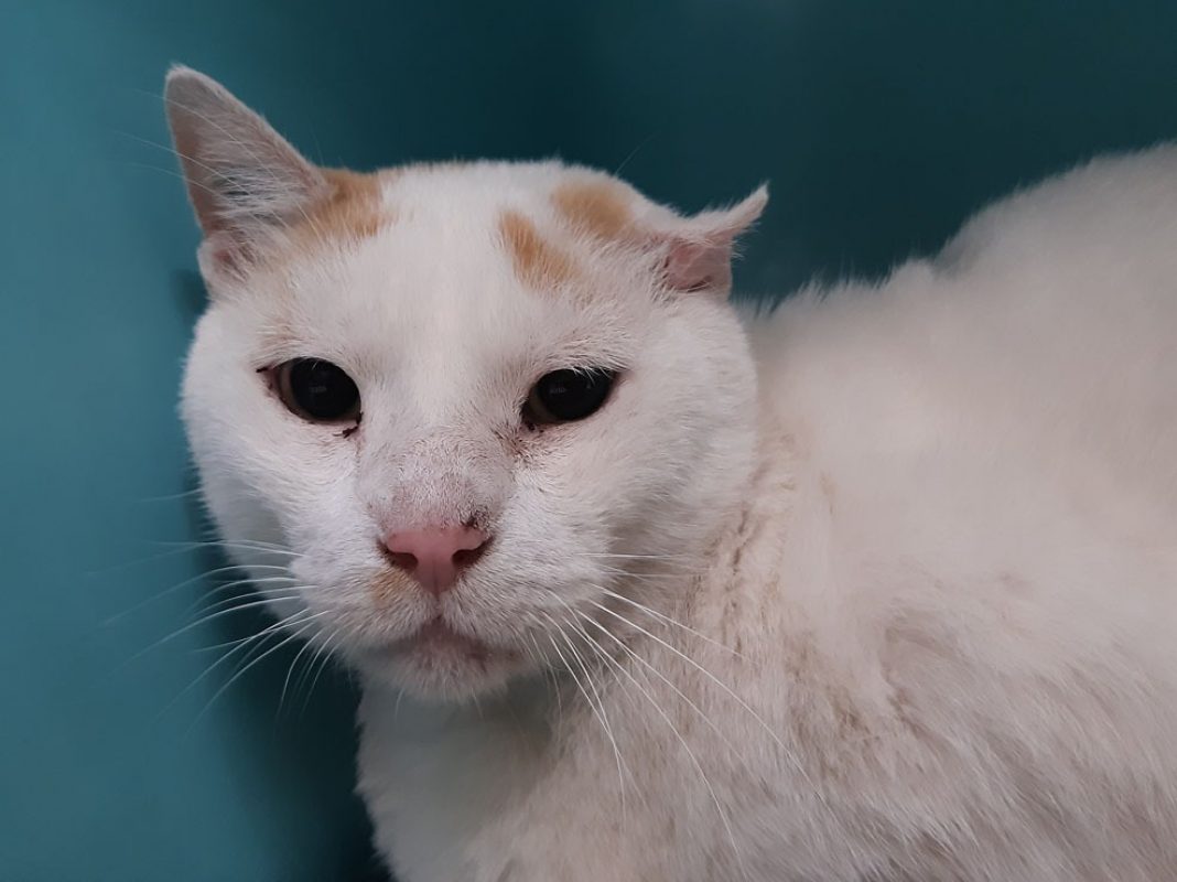 Bounty - Chat Européen à adopter - photo 3