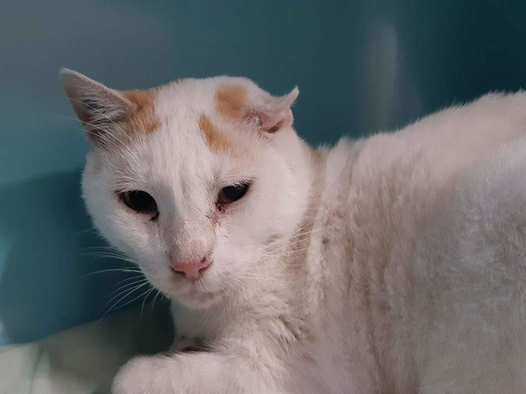 Bounty - Chat Européen à adopter - photo 4