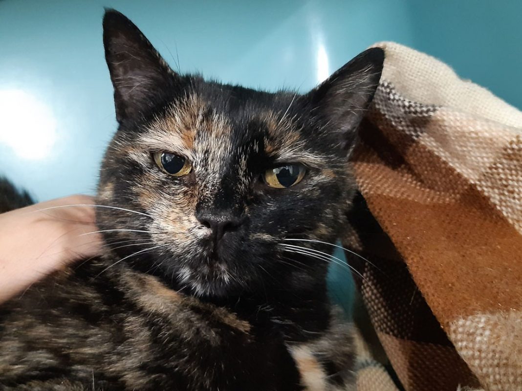 Aquafaba - Chat Européen à adopter