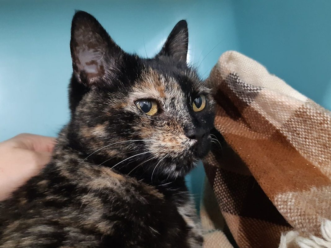 Aquafaba - Chat Européen à adopter - photo 2