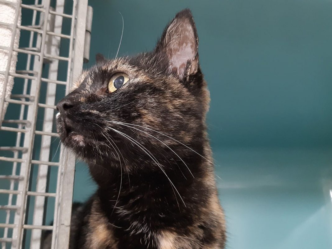 Aquafaba - Chat Européen à adopter - photo 3
