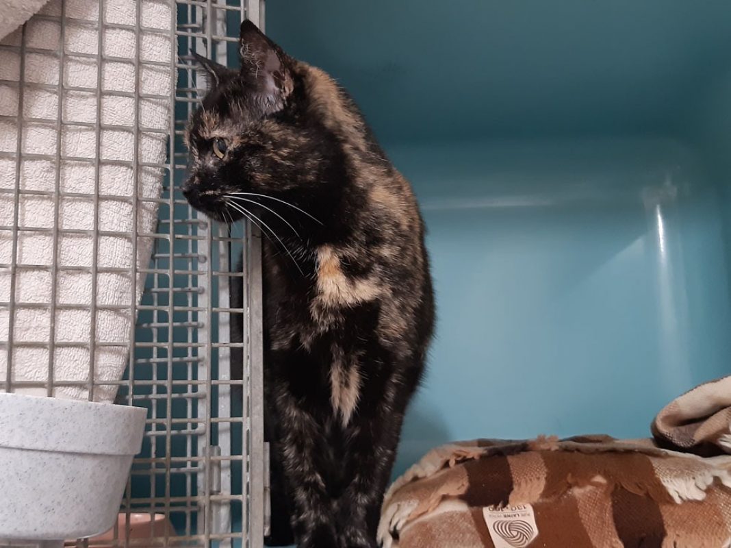 Aquafaba - Chat Européen à adopter - photo 4