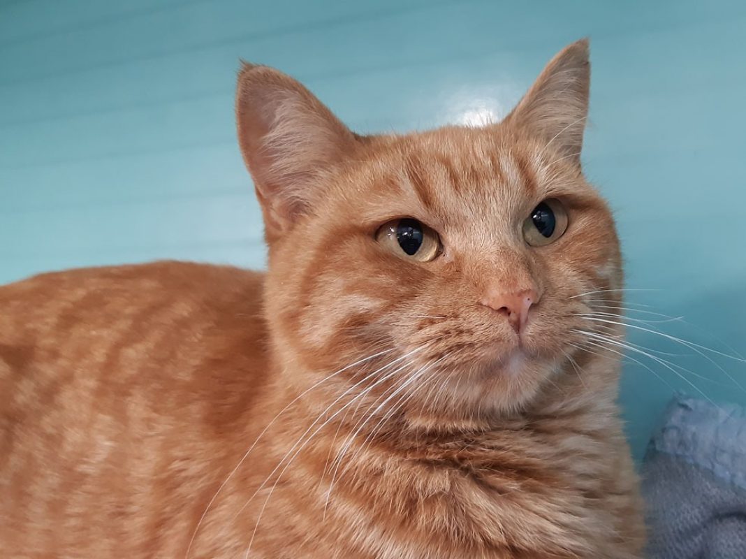 Gribouille - Chat Européen à adopter