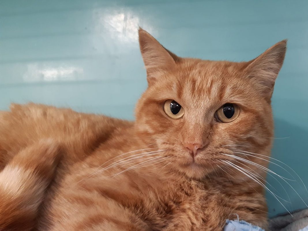 Gribouille - Chat Européen à adopter - photo 2