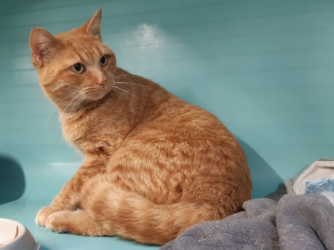 Gribouille - Chat Européen à adopter - photo 3