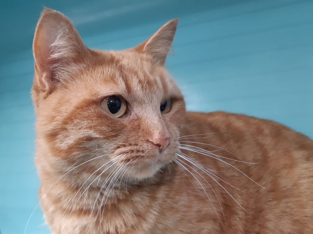 Gribouille - Chat Européen à adopter - photo 4