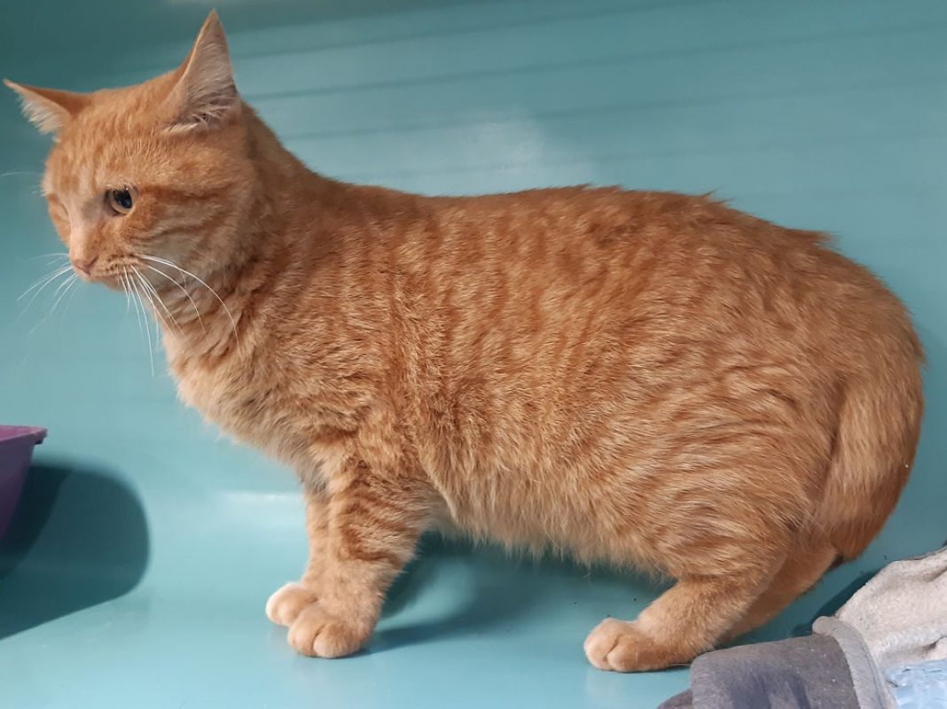 Gribouille - Chat Européen à adopter - photo 5