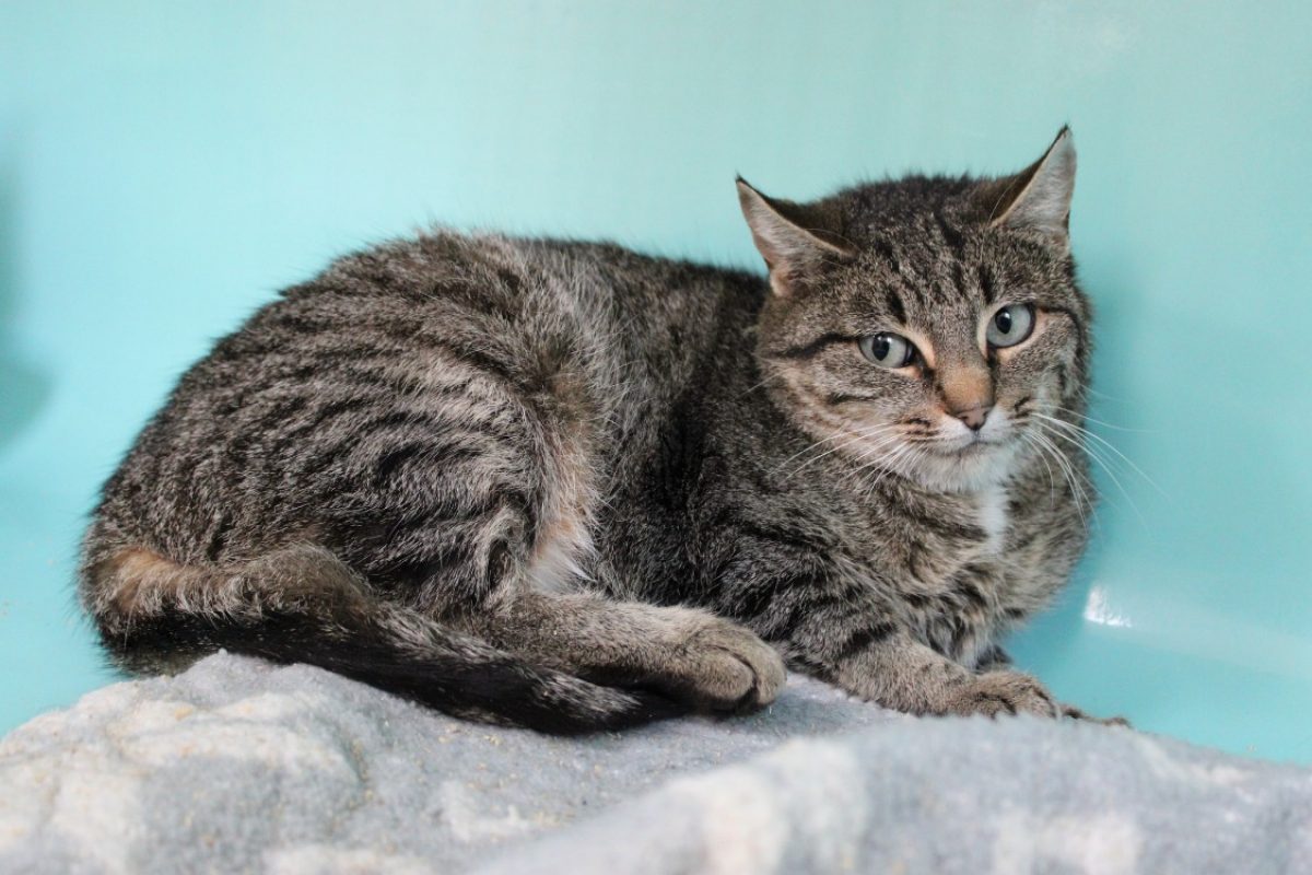 Fran - Chat Européen à adopter - photo 2