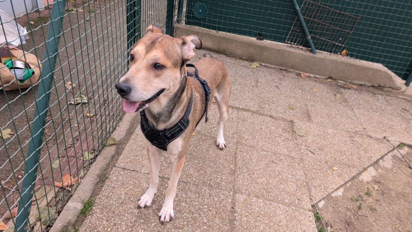 Oslo - Berger Belge Malinois à adopter à Vannes (56)