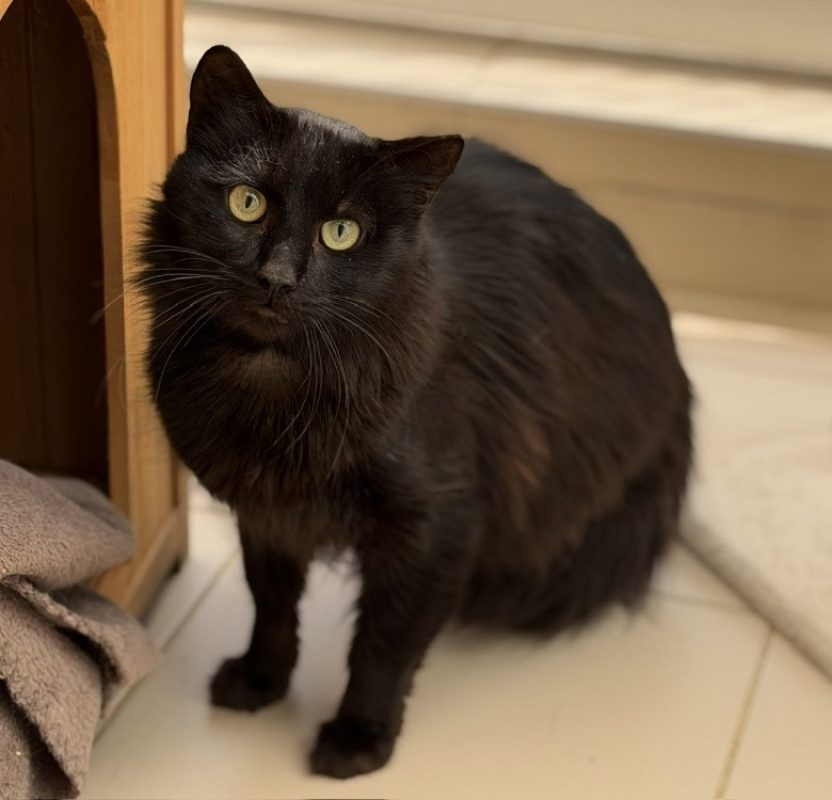Nounours - Chat Européen à adopter