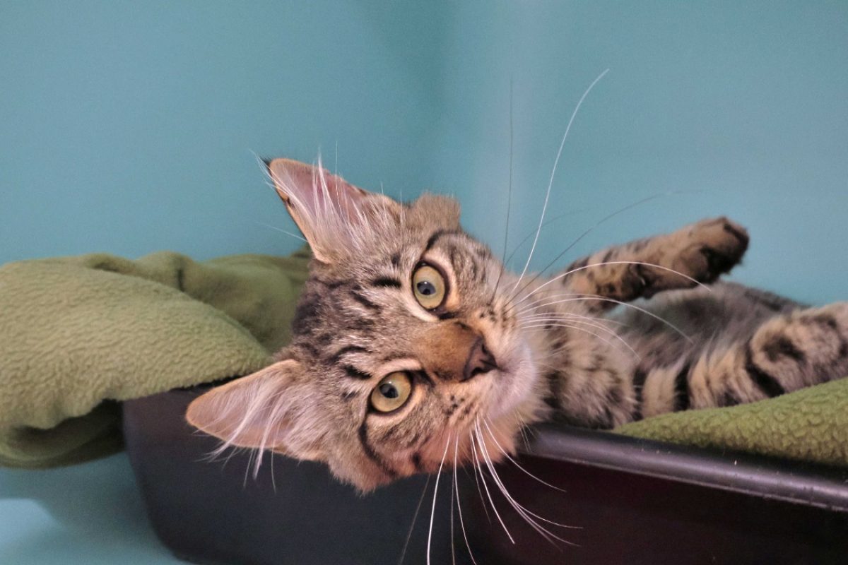 Bambou - Chat Européen à adopter
