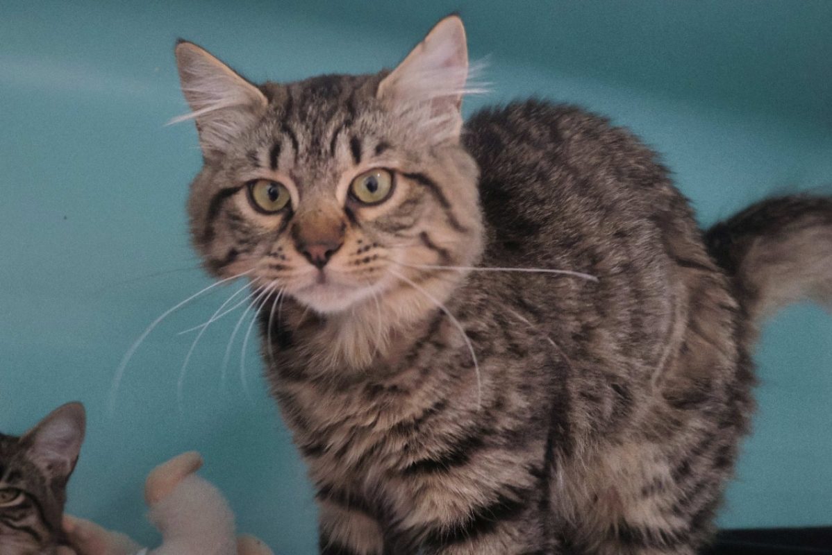 Bambou - Chat Européen à adopter - photo 2