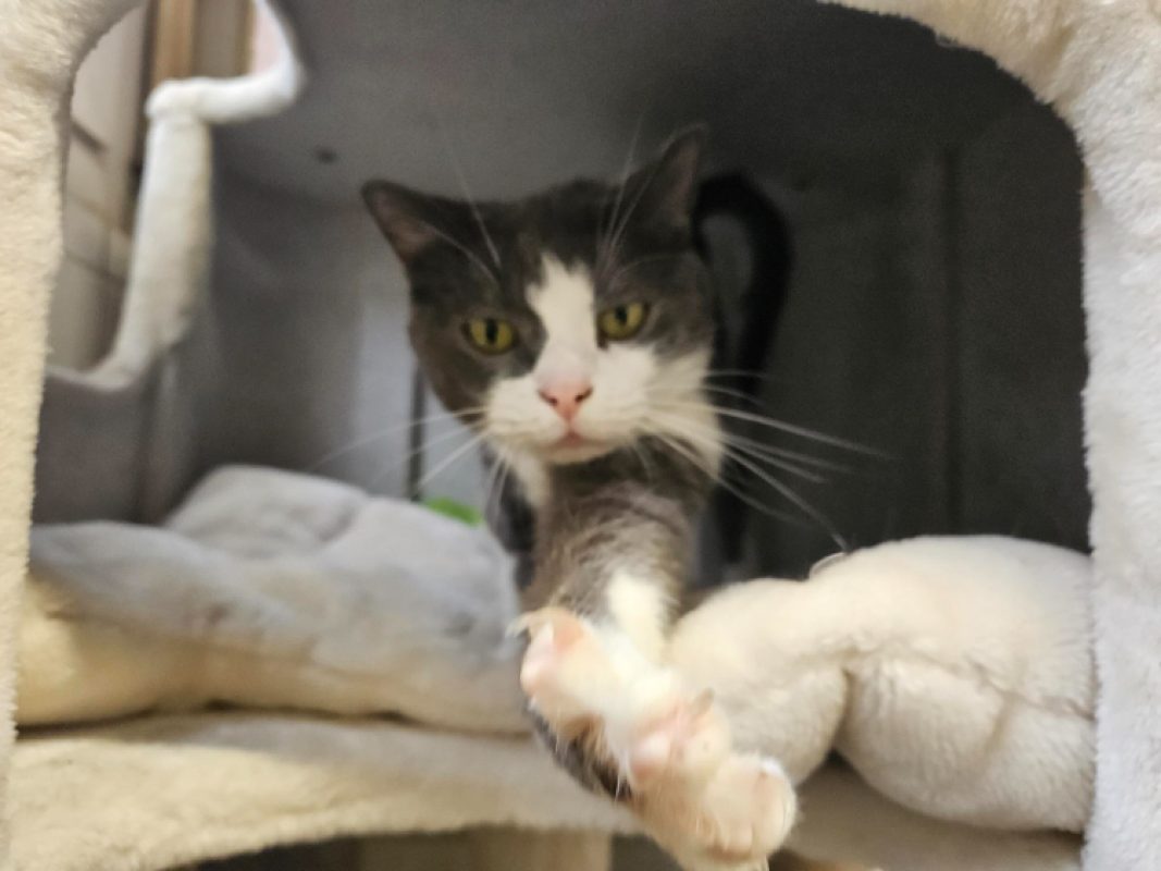 Chanel - Chat Européen à adopter
