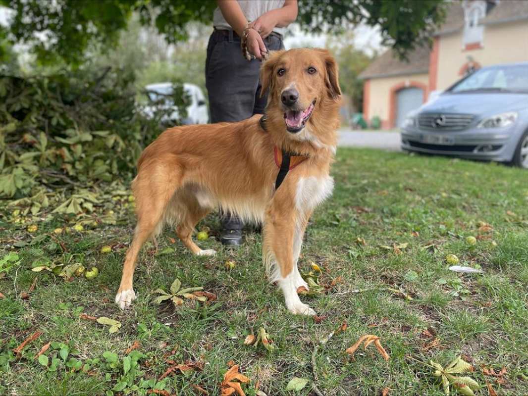 Fripouille - Chien à adopter - photo 2