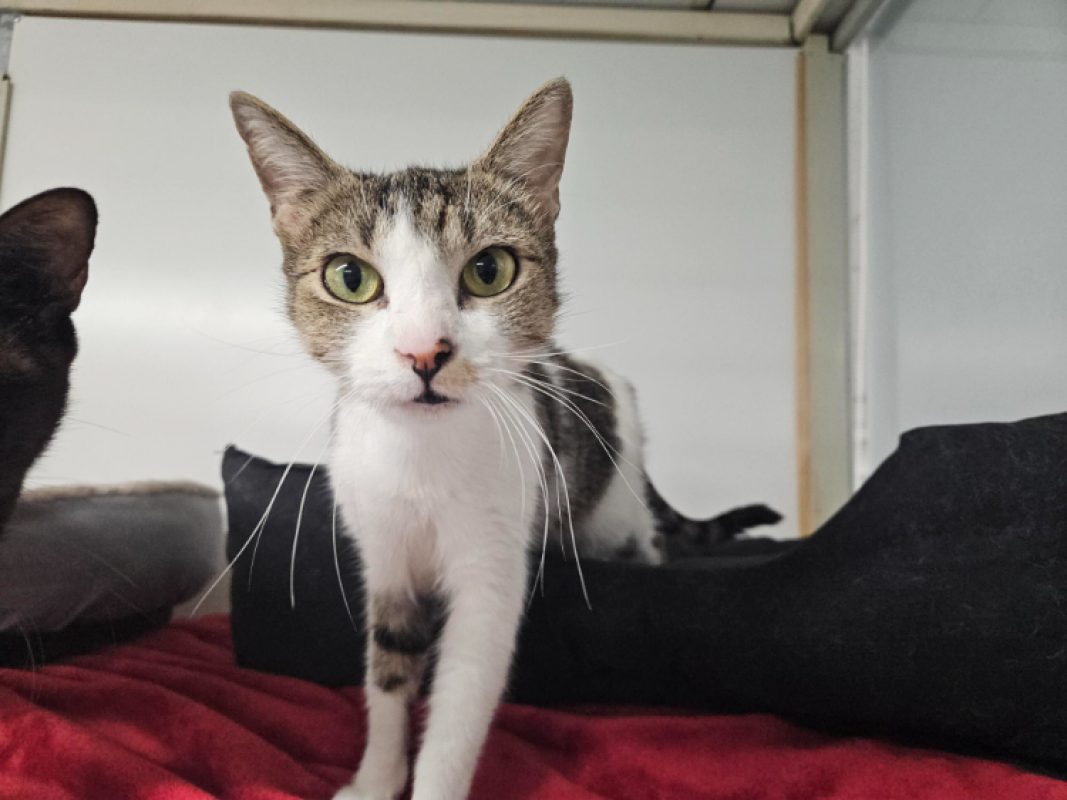 Lolita a 17632 - Chat Européen à adopter