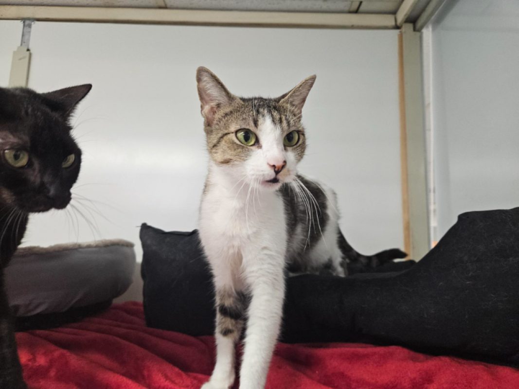 Lolita a 17632 - Chat Européen à adopter - photo 2