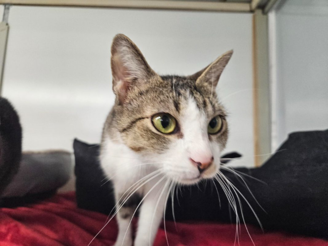 Lolita a 17632 - Chat Européen à adopter - photo 3