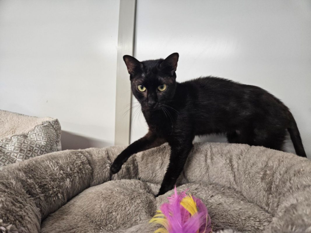 Shiva - Chat Européen à adopter