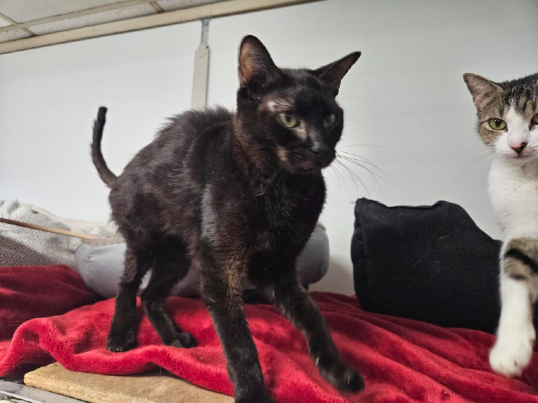 Shiva - Chat Européen à adopter - photo 2