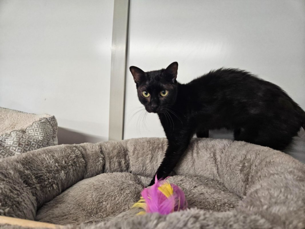 Shiva - Chat Européen à adopter - photo 3
