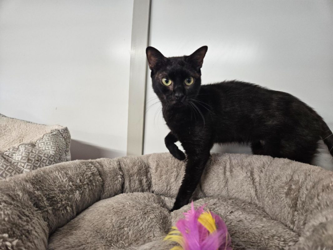 Shiva - Chat Européen à adopter - photo 4