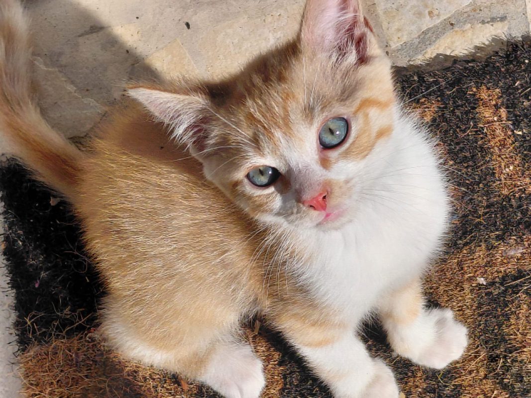 Modo - Chat Européen à adopter
