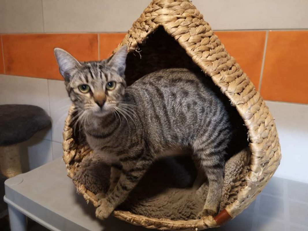 Brume - Chat Européen à adopter