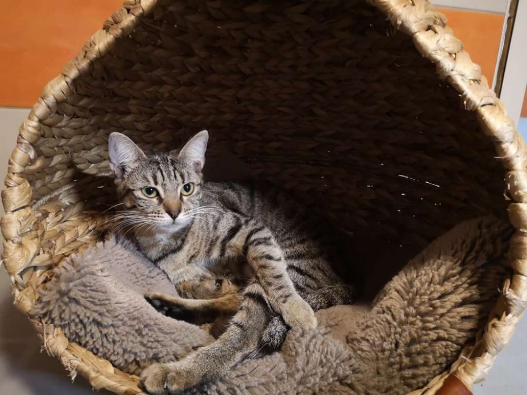 Brume - Chat Européen à adopter - photo 2