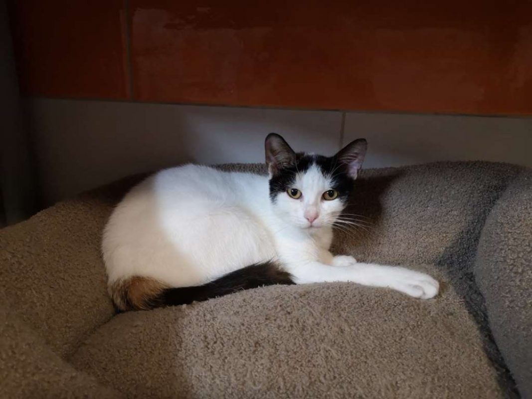 Blanche - Chat Européen à adopter