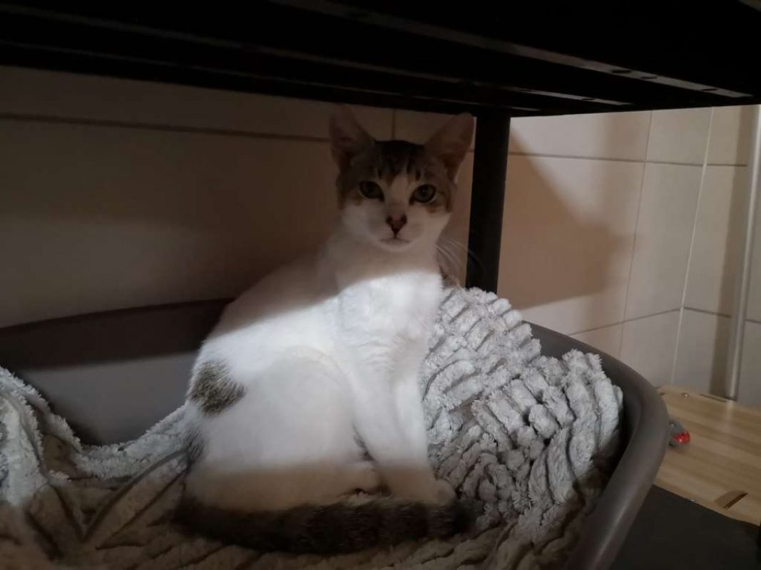 Smoky - Chat Européen à adopter