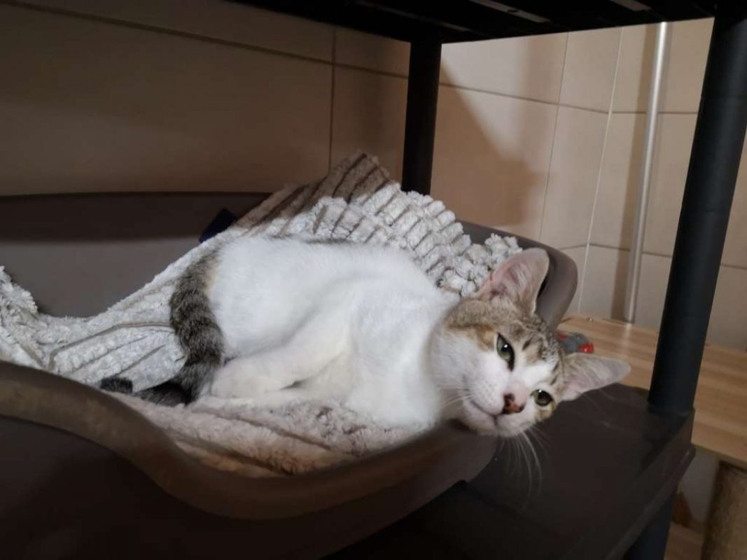 Smoky - Chat Européen à adopter - photo 2