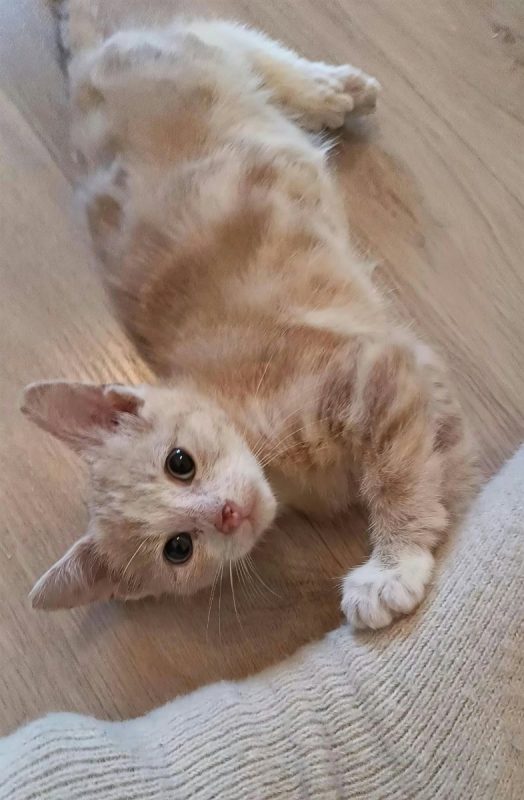 Bubble et Byron - Chat Européen à adopter - photo 2