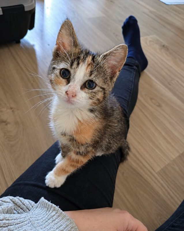 Bubble et Byron - Chat Européen à adopter - photo 6