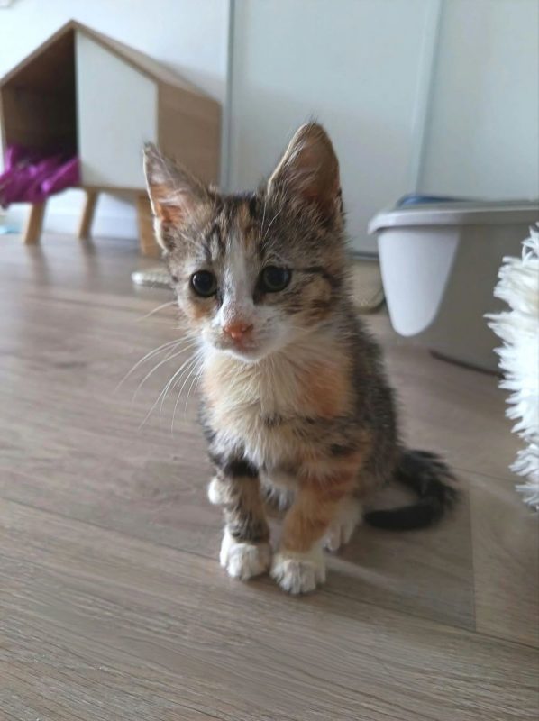Bubble et Byron - Chat Européen à adopter - photo 4