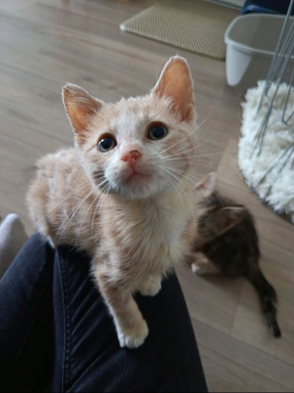 Bubble et Byron - Chat Européen à adopter - photo 5