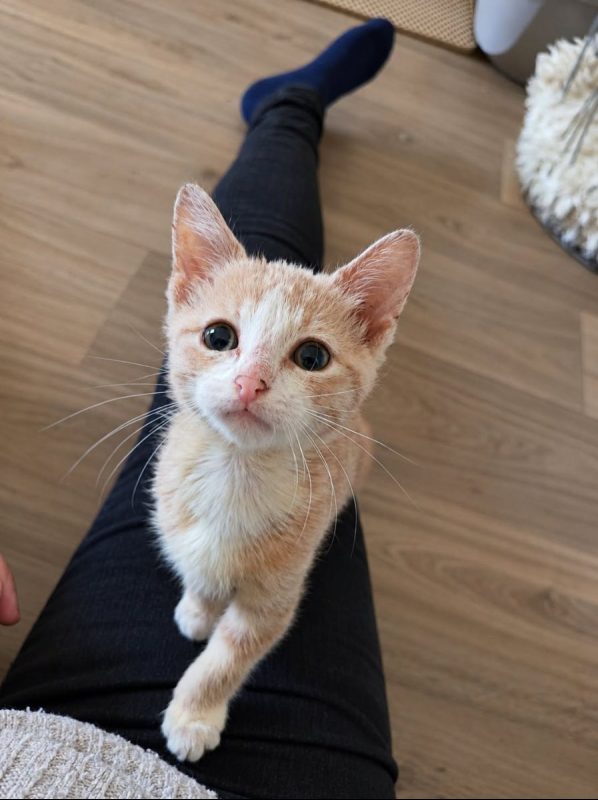 Bubble et Byron - Chat Européen à adopter - photo 3