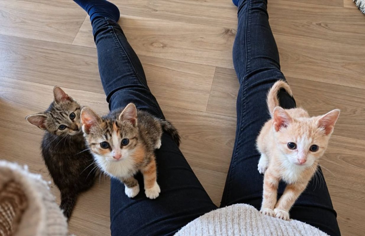 Bubble et Byron - Chat Européen à adopter